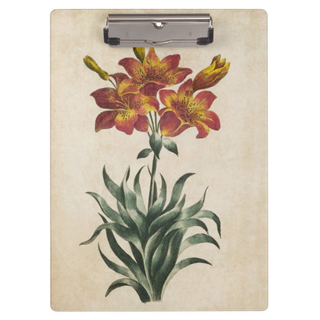 Vintage botanische Lily Illustration Klemmbrett (Vorderseite)