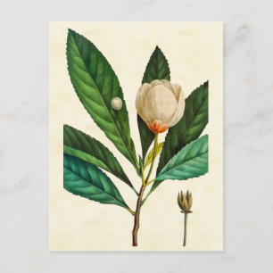 Vintage botanische Loblolly Bay Tree Illustration Postkarte