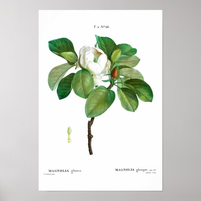 VINTAGE BOTANISCHE "MAGNOLIA" REDOUTÉ POSTER (Vorne)