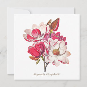 Vintage botanische Magnolia Rosa Blume