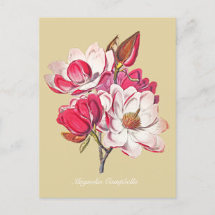 Vintage botanische Magnolia Rosa Blume Beige Postkarte