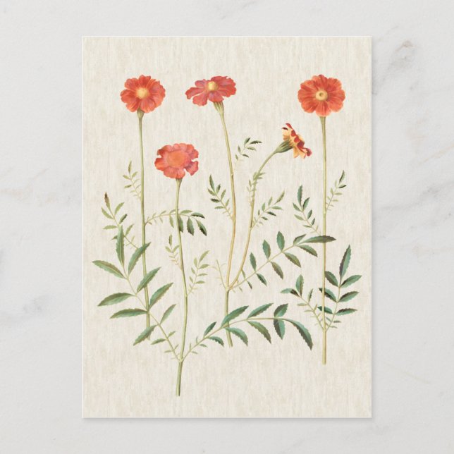 Vintage Botanische MarigoldIllustration Postkarte (Vorderseite)