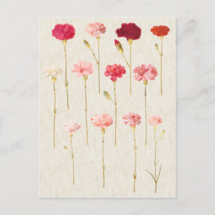 Vintage botanische Nelken-Illustration Postkarte