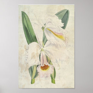 Vintage botanische Orangenblüte Poster