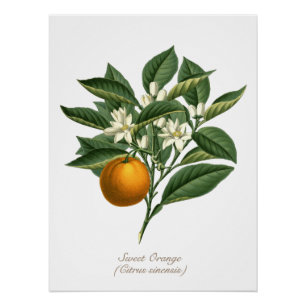 Vintage botanische Orangenfruchtblossom-Blätter Poster