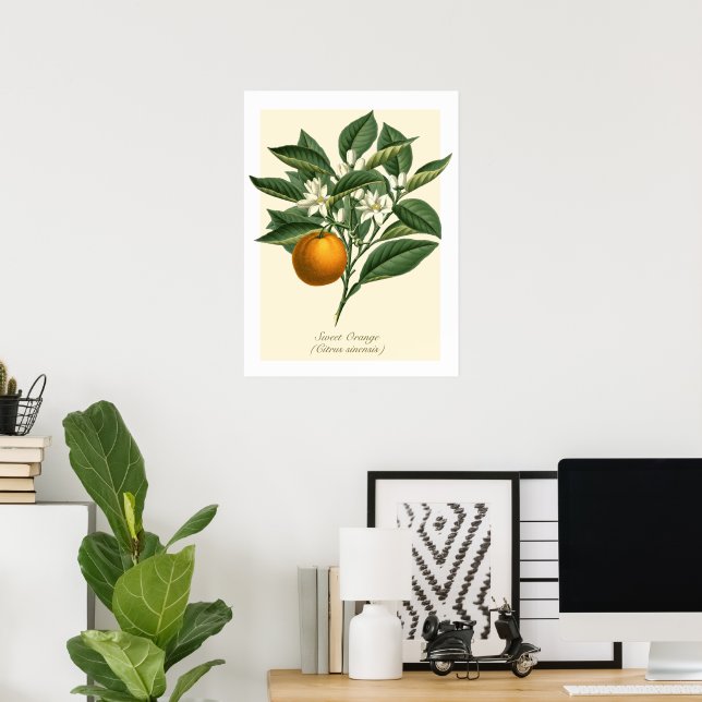 Vintage botanische Orangenfruchtblossom-Blätter Poster (Heimbüro)