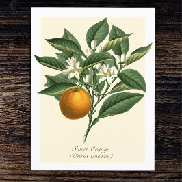 Vintage botanische Orangenfruchtblossom-Blätter Postkarte