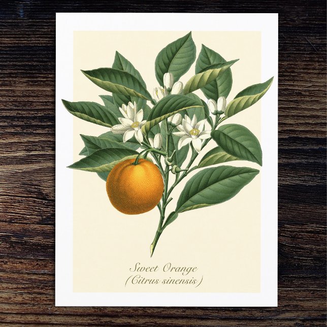 Vintage botanische Orangenfruchtblossom-Blätter Postkarte (Von Creator hochgeladen)
