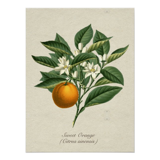 Vintage botanische Orangenfruchtblütenblütenblätte Poster (Vorderseite)