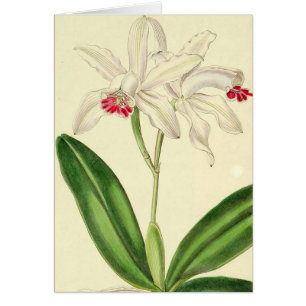 Vintage botanische Orchideen-Karte