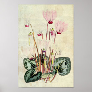 Vintage botanische Persische Kyklamen Poster