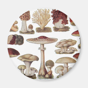 Vintage botanische Pilze Magnet