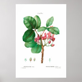 VINTAGE BOTANISCHE "PISTACHIO" REDOUTÉ POSTER