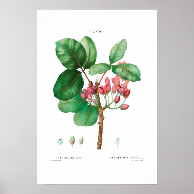 VINTAGE BOTANISCHE "PISTACHIO" REDOUTÉ POSTER (Vorne)