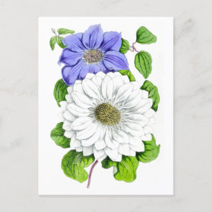 Vintage botanische Postkarte Blau und Weiß Clemati