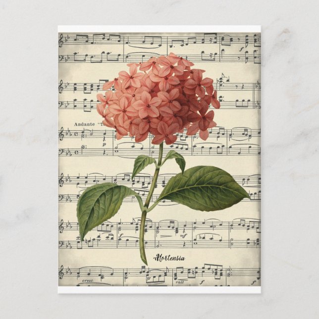 Vintage botanische Postkarte mit rosa Hortensie (Vorderseite)