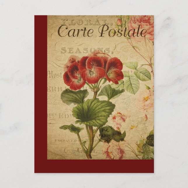 Vintage botanische Postkarte Pelargonium (Vorderseite)
