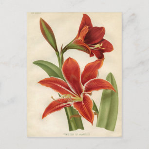 Vintage botanische Printwerbung - Amaryllis Postkarte