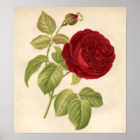 Vintage botanische Printwerbung - Rote Rose