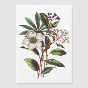 Vintage botanische Rose Blume Bouquet Magnetkarte