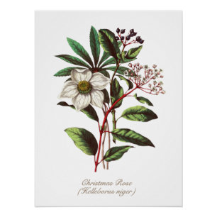 Vintage botanische Rose Blume Bouquet Poster