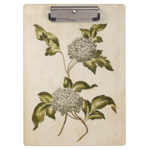 Vintage botanische Rose des Blumenführers Klemmbrett