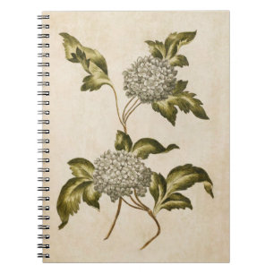 Vintage botanische Rose des Blumenführers Notizblock