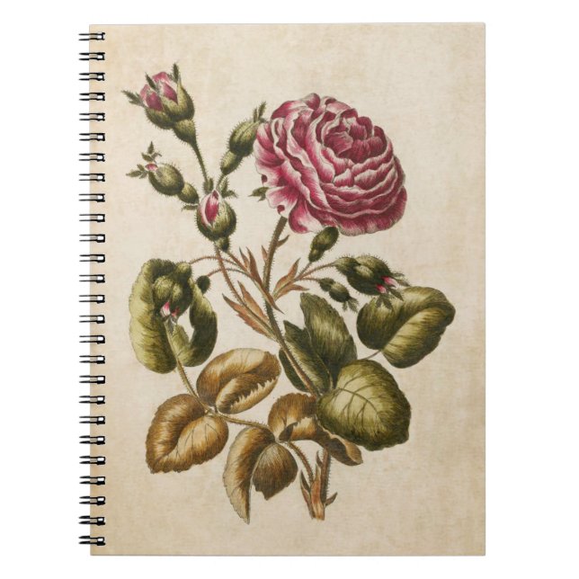 Vintage botanische Rose Notizblock (Vorderseite)
