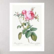 VINTAGE BOTANISCHE ROSE