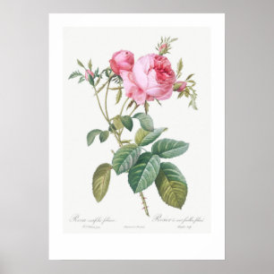 VINTAGE BOTANISCHE ROSE POSTER