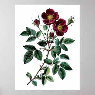 Vintage botanische Rote Rose Poster