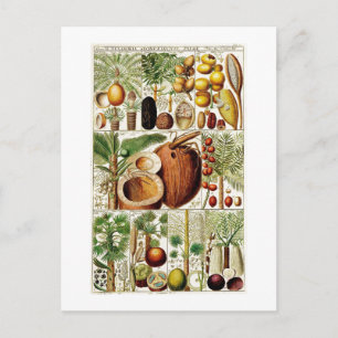 VINTAGE BOTANISCHE SAMMLUNG KOPFKOPF POSTCARD POSTKARTE