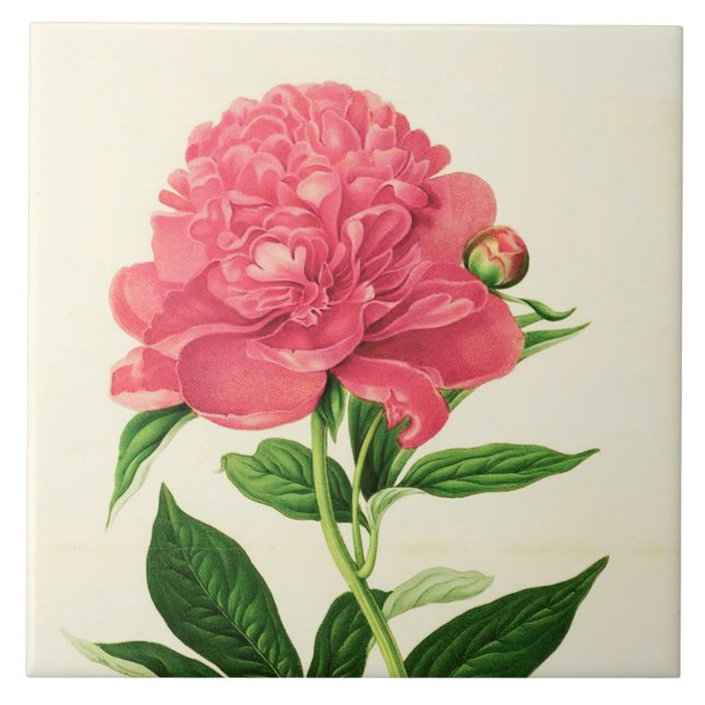 Vintage Botanische Schrift, Korallenrosa Fliese (Vorderseite)
