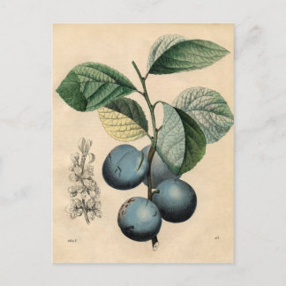 Vintage botanische Schrift - Plakat Postkarte