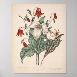 Vintage botanische Schrift Poster