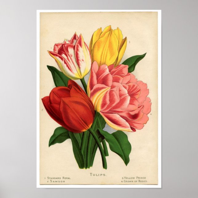 Vintage botanische Schrift - Tulpen Poster (Vorne)