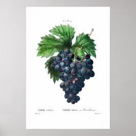 VINTAGE BOTANISCHE "SCHWARZE GRAPEN" REDOUTÉ POSTER