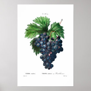 VINTAGE BOTANISCHE "SCHWARZE GRAPEN" REDOUTÉ POSTER