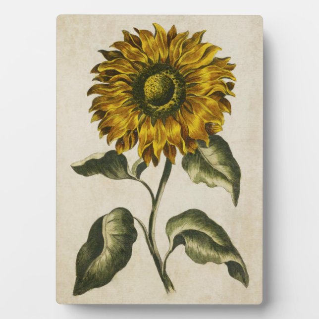 Vintage botanische Sonnenblume Fotoplatte (Vorderseite)