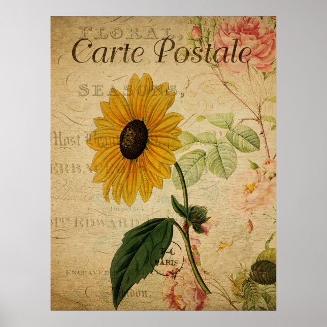 Vintage botanische Sonnenblume Postkarte Poster (Vorne)