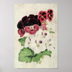 Vintage botanische Sorten des Pelargoniums Poster