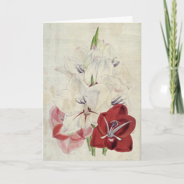 Vintage botanische Sorten Gladiolus Karte (Vorderseite)