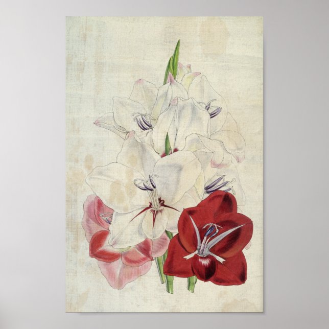 Vintage botanische Sorten Gladiolus Poster (Vorne)