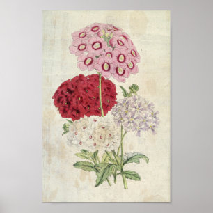 Vintage botanische Sorten von Verbenas Poster
