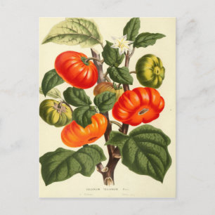 Vintage botanische Tomatendruckerei Postkarte