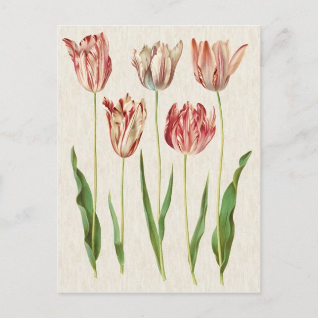 Vintage botanische Tulips-Illustration Postkarte (Vorderseite)