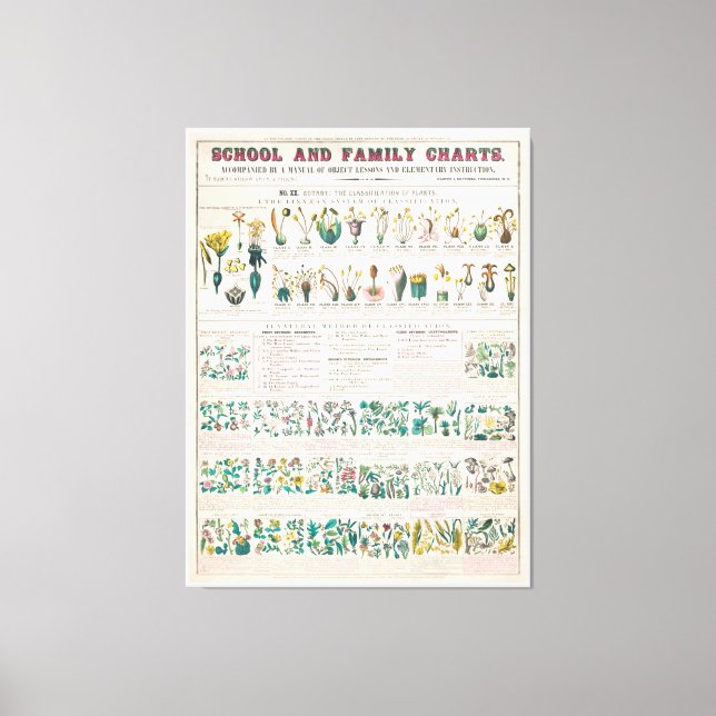 Vintage botanische Übersicht: Klassifizierung von  Leinwanddruck (Vorderseite)