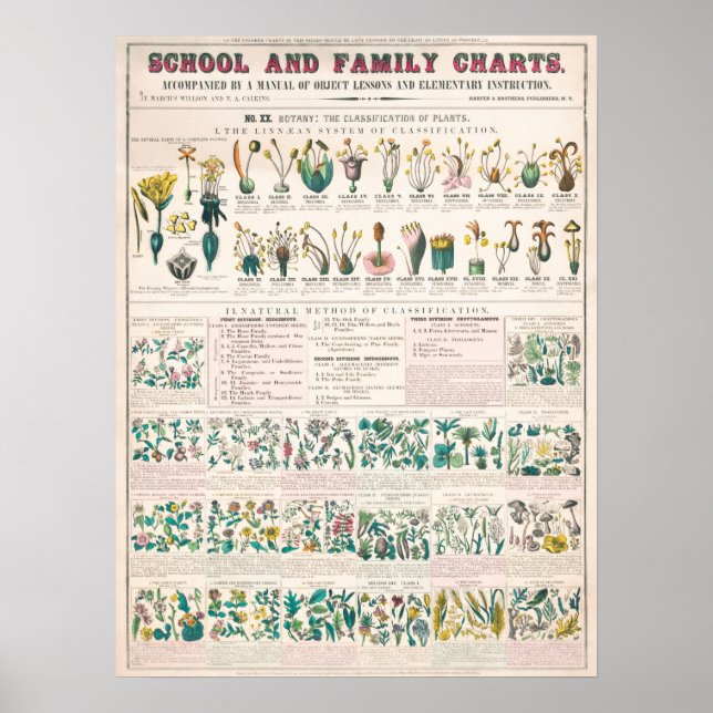 Vintage botanische Übersicht Poster (Vorne)