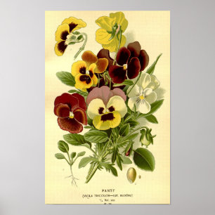 Vintage botanische Viola Tricolor Stiefmütterchen Poster