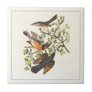 Vintage botanische Vogelillustration Fliese